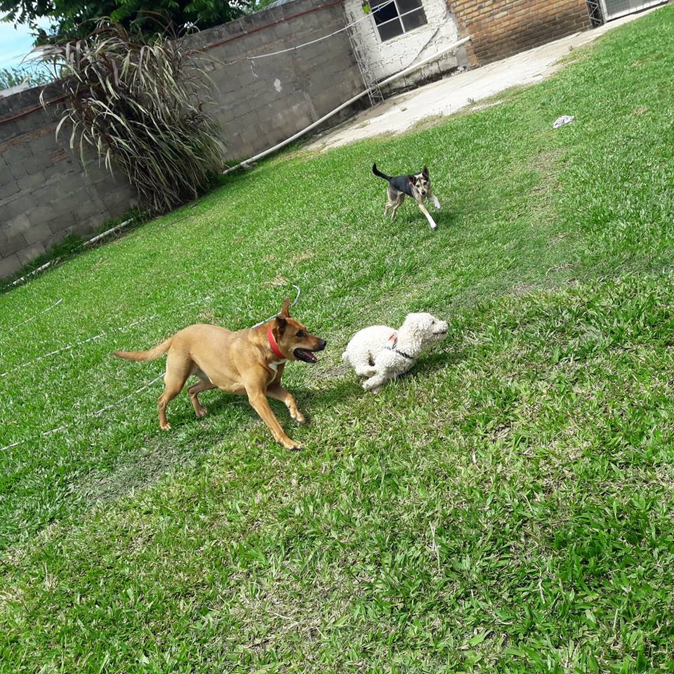 Eduali Pet Sitter
