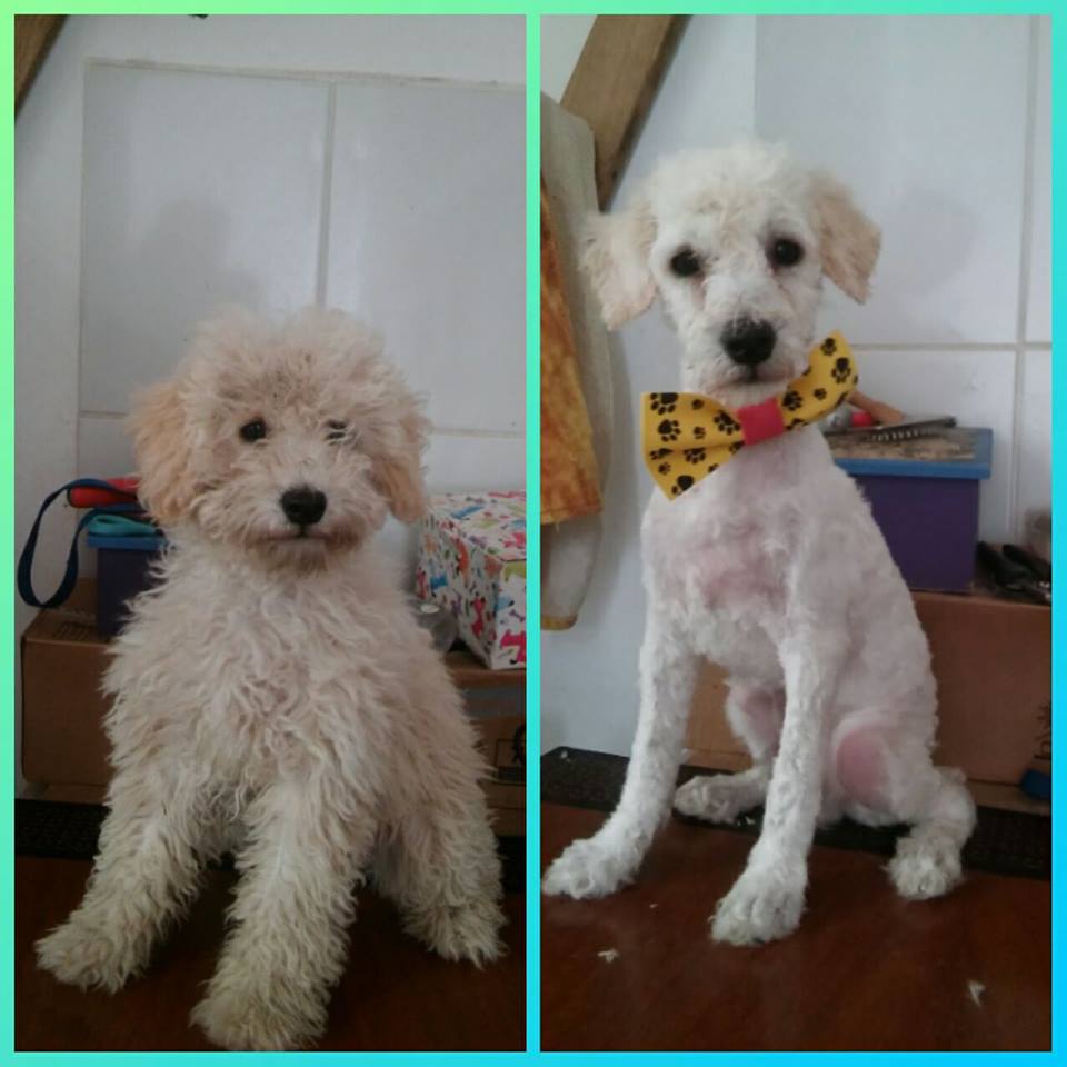Veterinaria Del Milagro