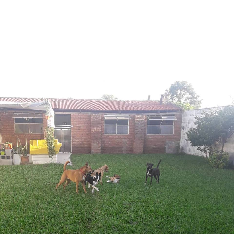 Eduali Pet Sitter