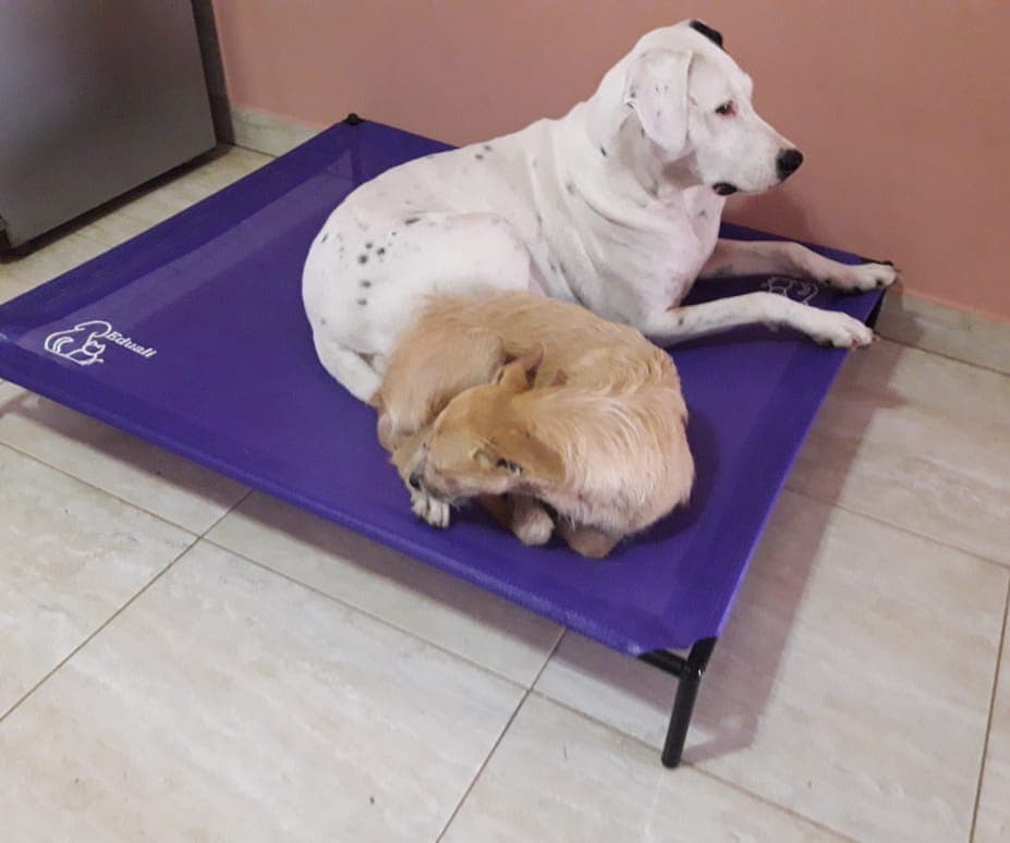 Eduali Pet Sitter
