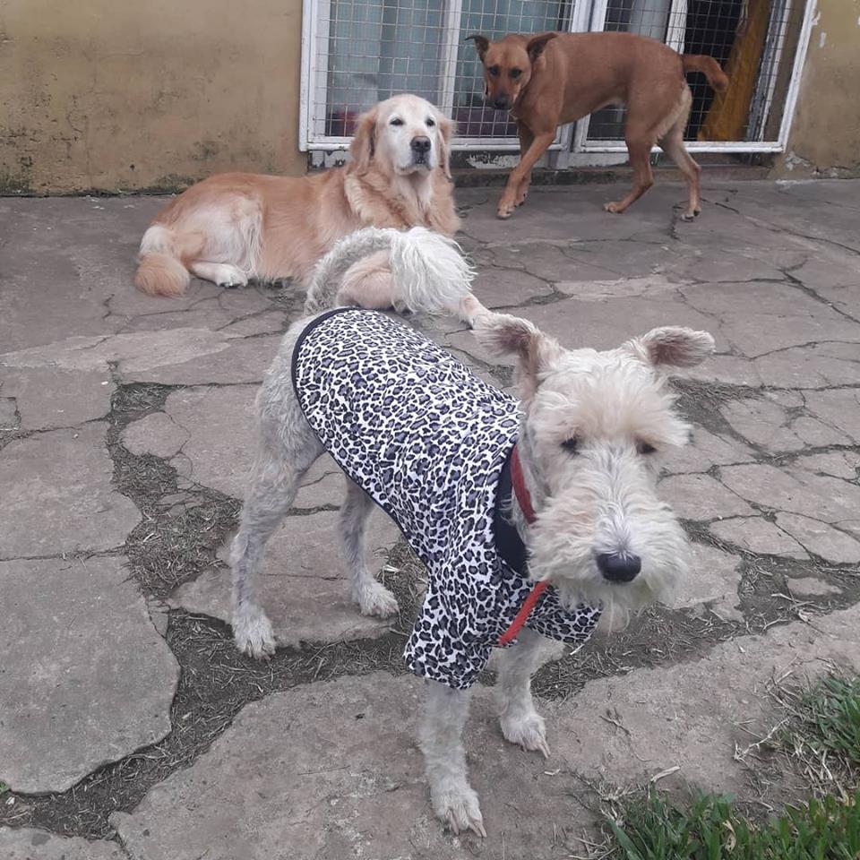 Eduali Pet Sitter