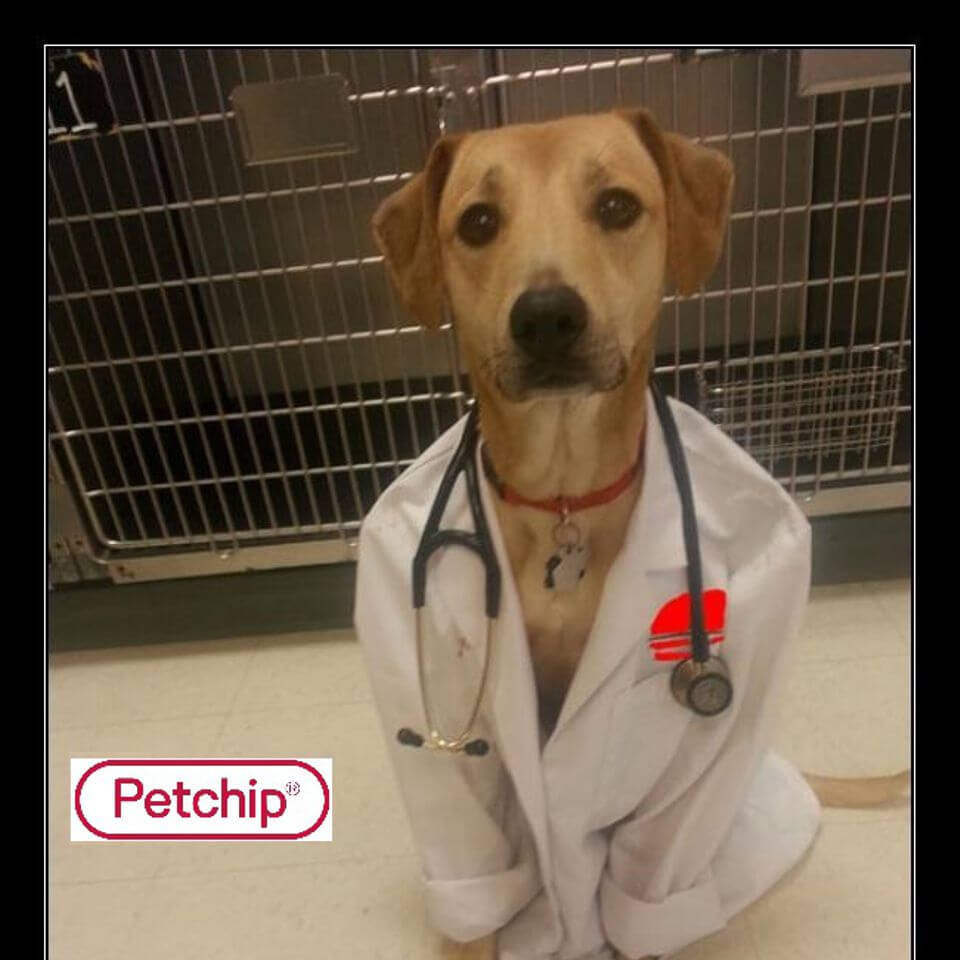 Veterinaria San Antonio
