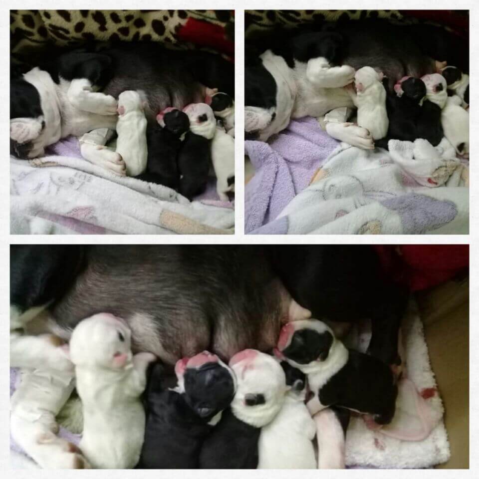Veterinaria San Antonio