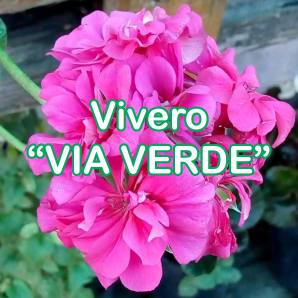 Via Verde Vivero