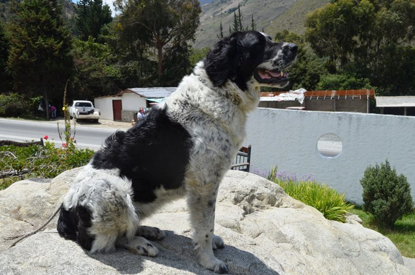 Veterinaria Sapucay