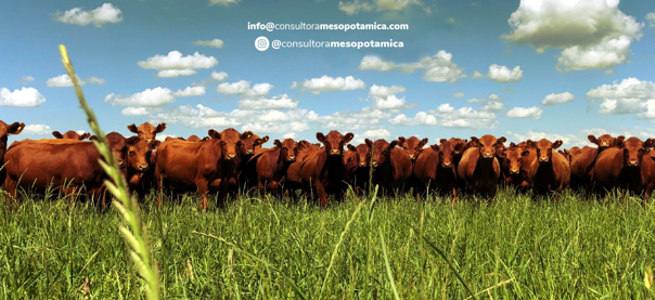 Consultora Mesopotámica
