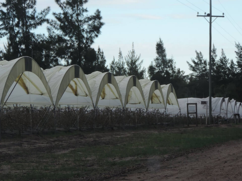 Alfa Fertilizantes y Agroquímicos