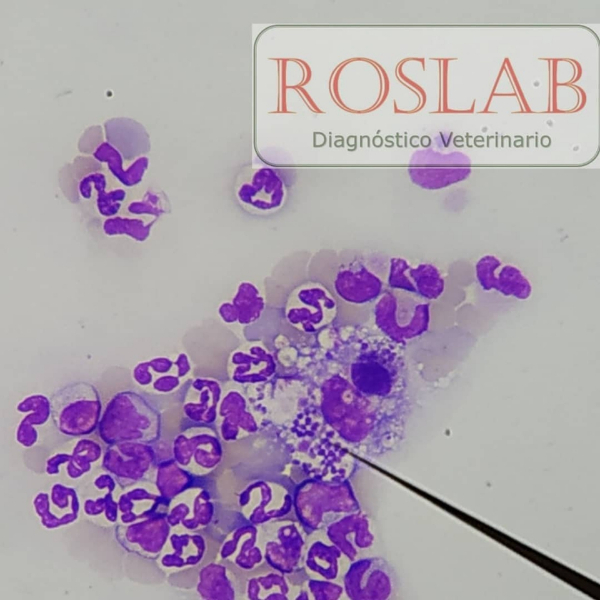 RosLab Diagnóstico Veterinario