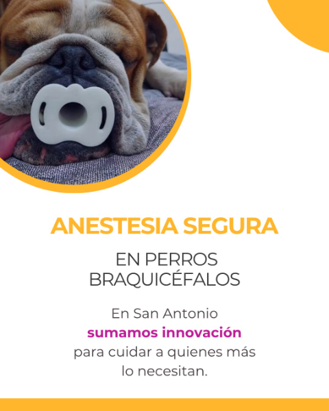 Veterinaria San Antonio