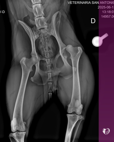Veterinaria San Antonio