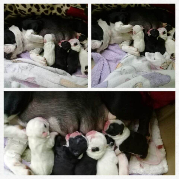 Veterinaria San Antonio