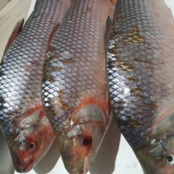 De Mar y Granja Pescadería y Pollería
