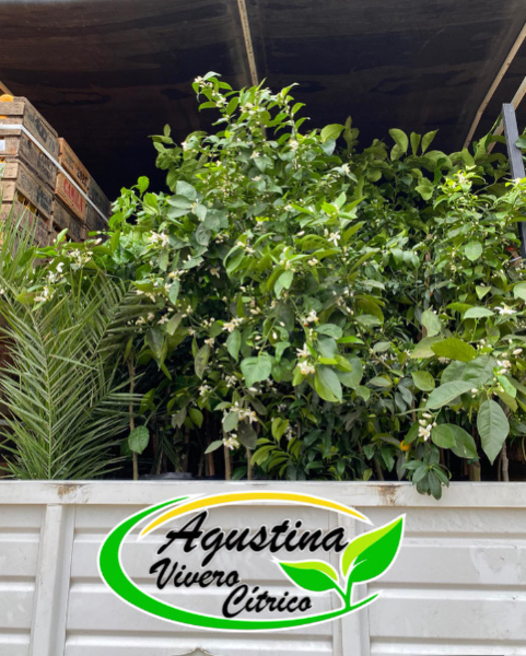Vivero Cítrico Agustina