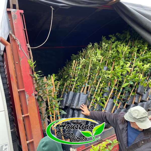 Vivero Cítrico Agustina
