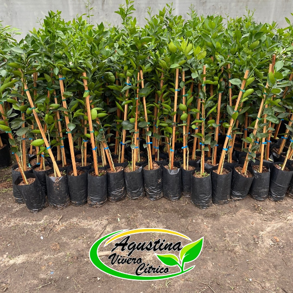 Vivero Cítrico Agustina