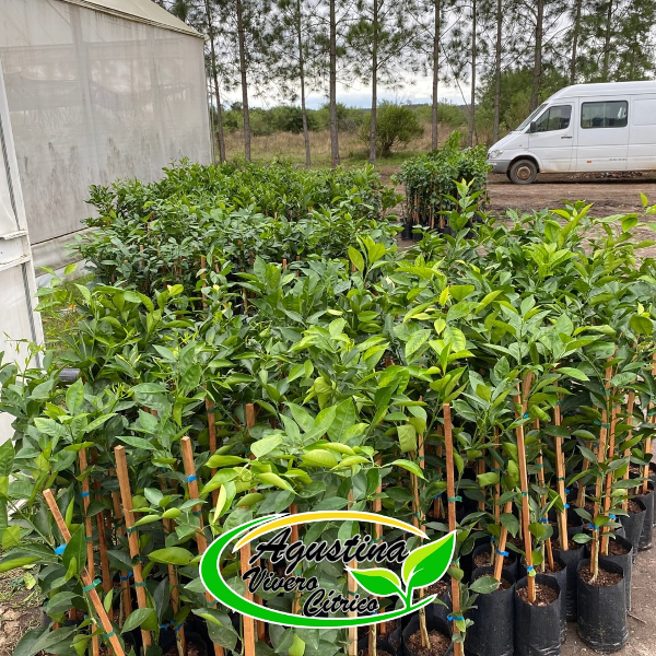 Vivero Cítrico Agustina