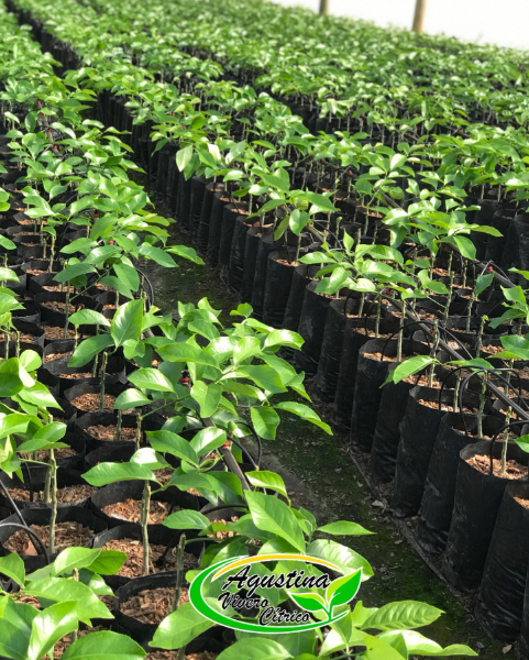 Vivero Cítrico Agustina